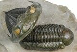 Zlichovaspis Trilobite With Reedops - Orange Eye Facets! #384181-2